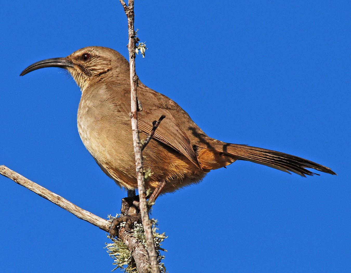 Central Coast Land Birds Morro Bay Winter Bird Festival