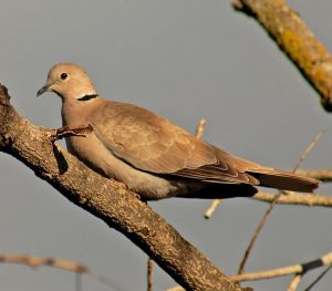Eurasian Collared-Dove

