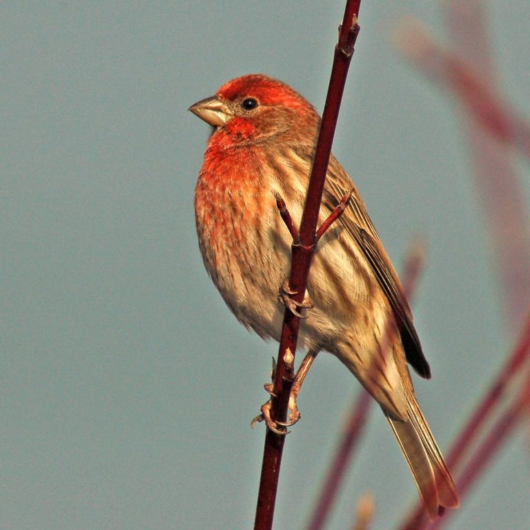 Central Coast Land Birds – Morro Bay Bird Festival