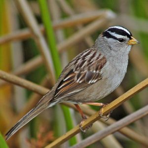 White-Crowned Sparrow
