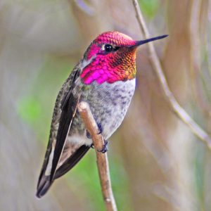 Anna’s Hummingbird
