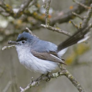 Blue-Gray Gnatcatcher
