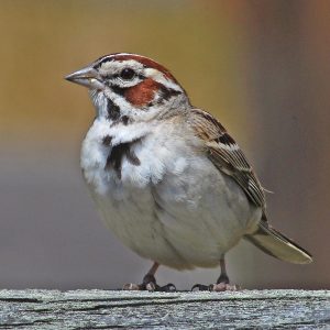 Lark Sparrow
