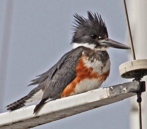 Belted Kingfisher
