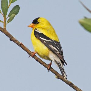 American Goldfinch
