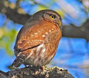 Northern Pygmy-Owl

