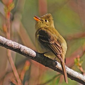 Pacific-Slope Flycatcher
