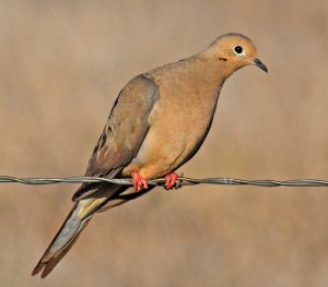 Mourning Dove

