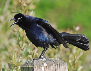 Great-Tailed Grackle
