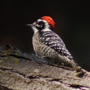 Nuttall’s Woodpecker

