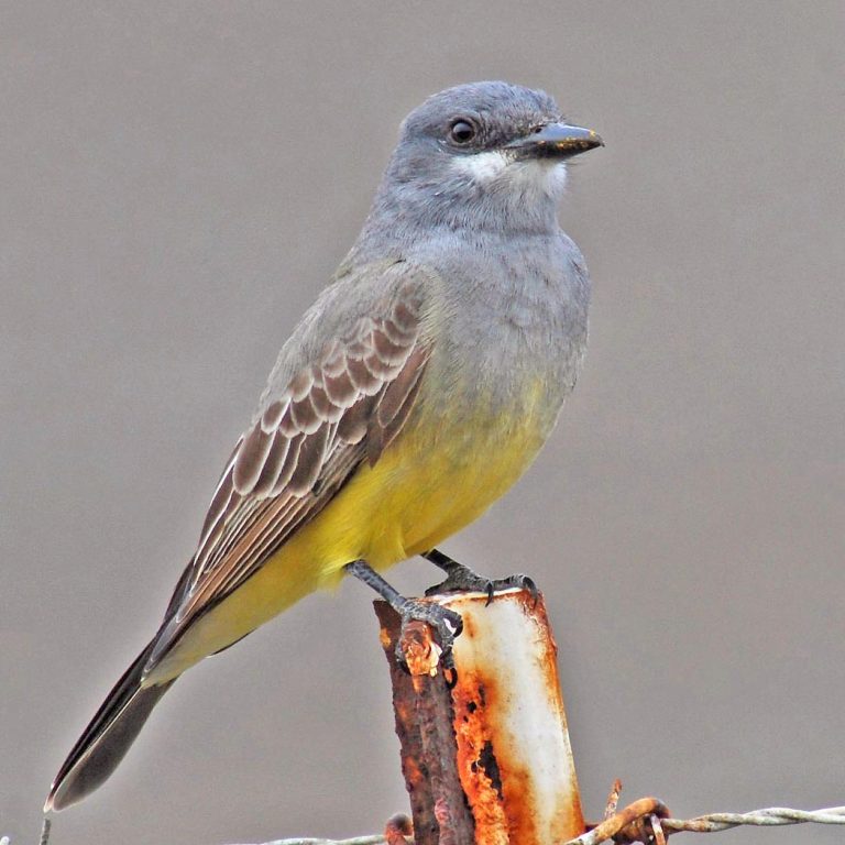 Central Coast Land Birds Morro Bay Winter Bird Festival