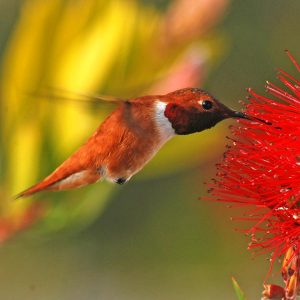 Rufous Hummingbird
