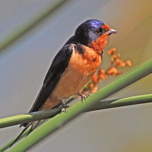 Barn Swallow
