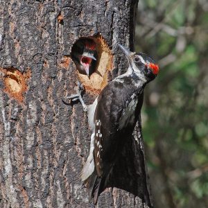 Hairy Woodpecker
