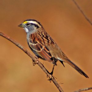 White-Throated Sparrow
