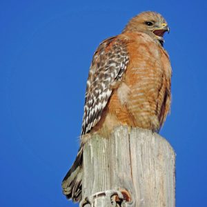 Red-Shouldered Hawk

