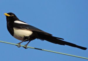 Yellow-Billed Magpie
