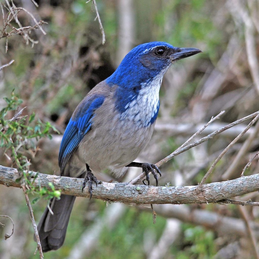 Central Coast Land Birds - Morro Bay Winter Bird Festival