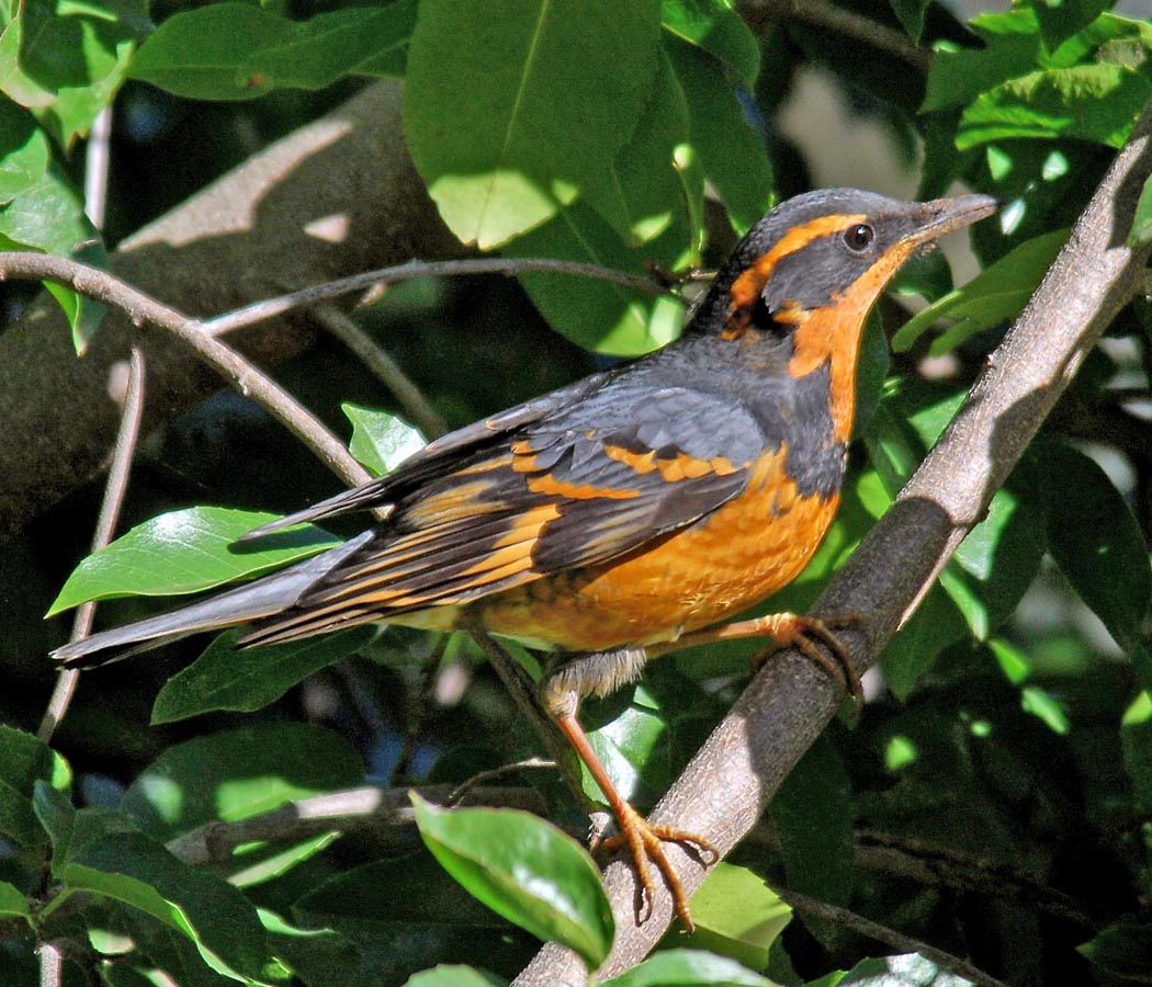 Central Coast Land Birds Morro Bay Winter Bird Festival