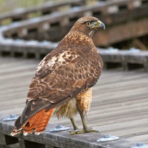 Red-Tailed Hawk
