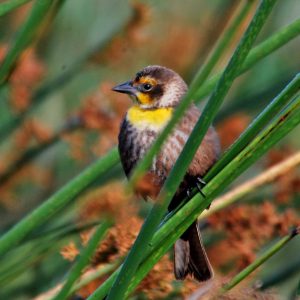 Yellow-Headed Blackbird
