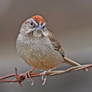 Rufous-Crowned Sparrow
