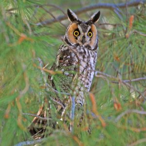 Long-Eared Owl
