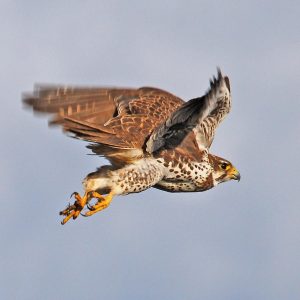 Prairie Falcon

