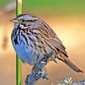 Song Sparrow
