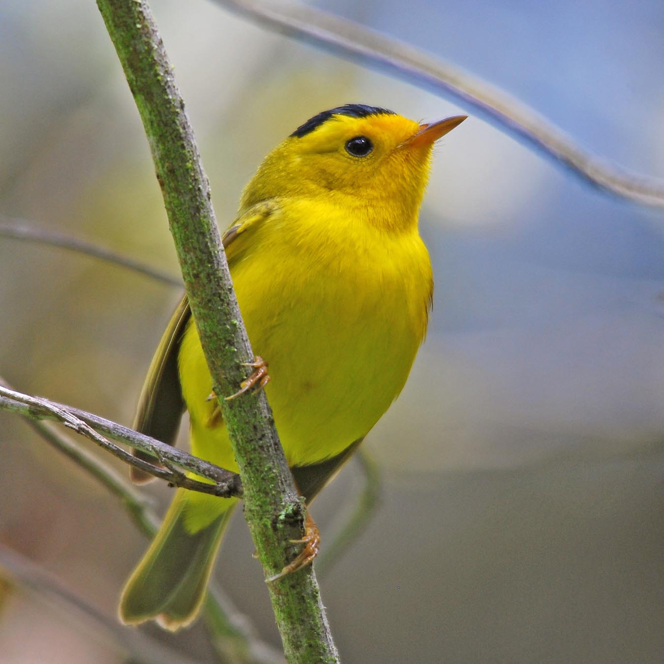 Central Coast Land Birds - Morro Bay Winter Bird Festival