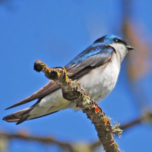 Tree Swallow

