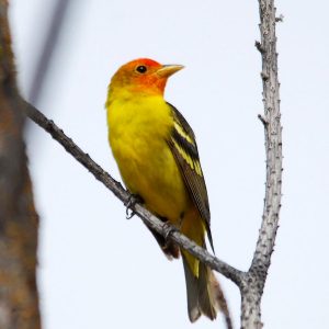 Western Tanager
