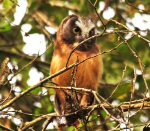 Northern Saw-Whet Owl
