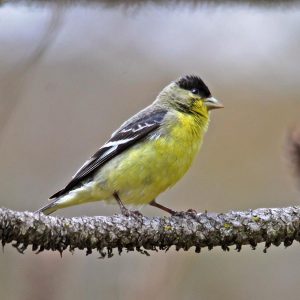 Lesser Goldfinch
