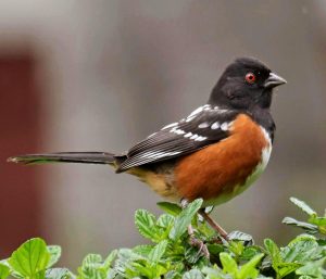 Spotted Towhee
