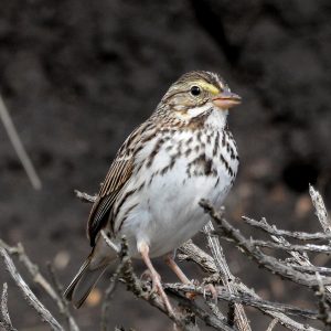 Savannah Sparrow
