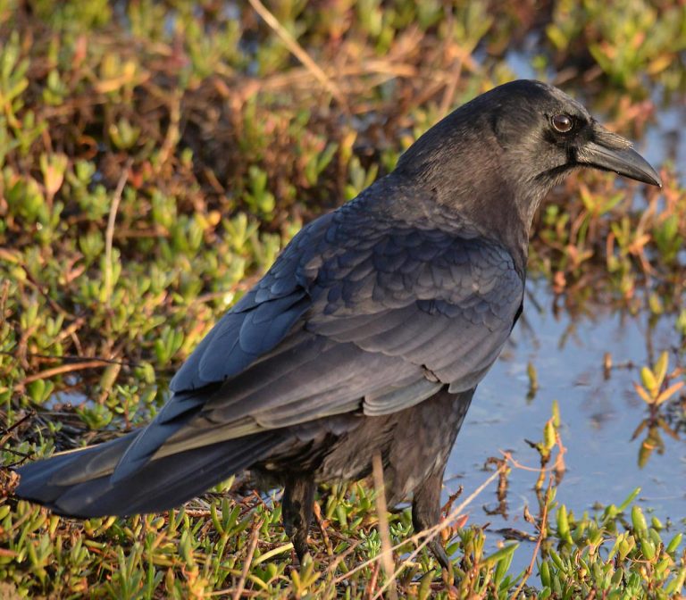 Central Coast Land Birds Morro Bay Bird Festival