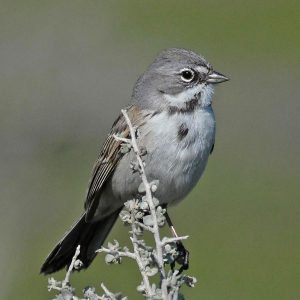 Bell’s Sparrow
