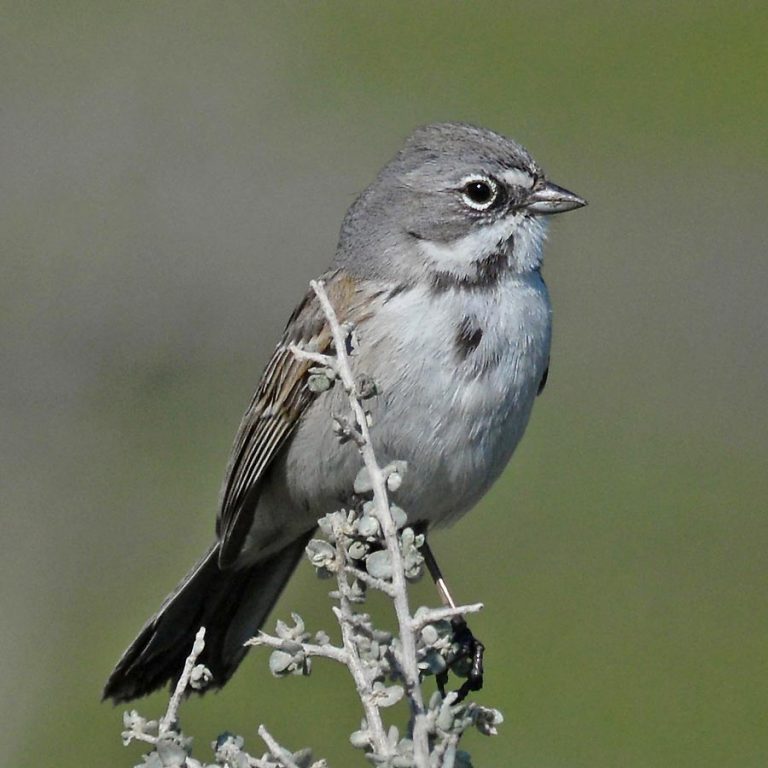 Central Coast Land Birds Morro Bay Bird Festival