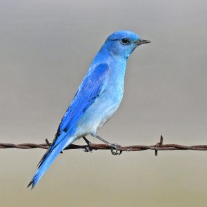 Mountain Bluebird
