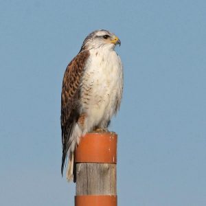 Ferruginous Hawk

