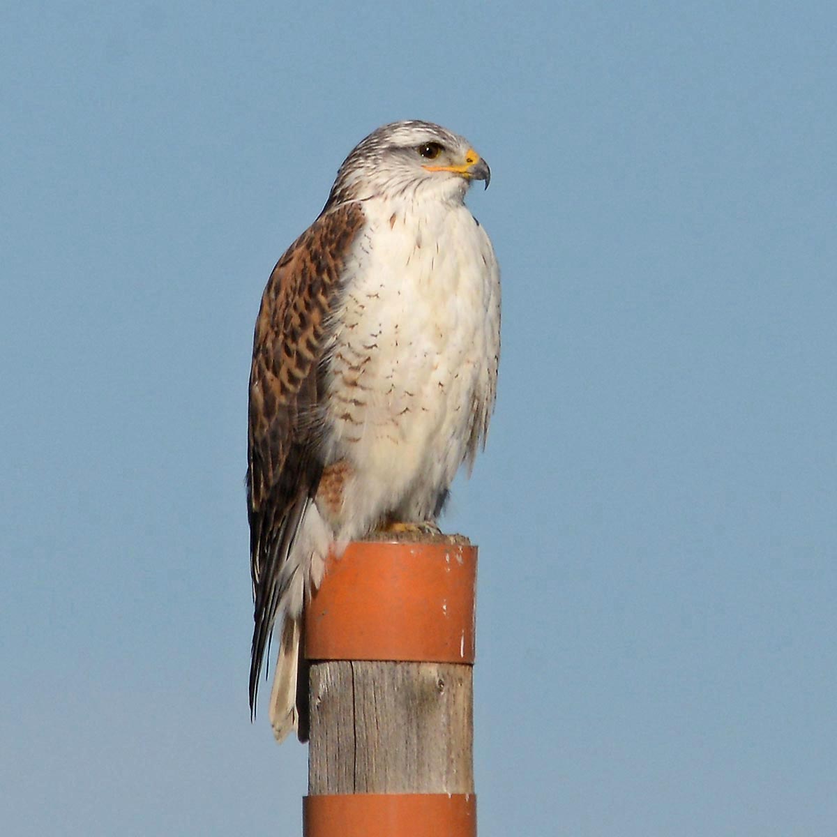 Central Coast Land Birds – Morro Bay Bird Festival