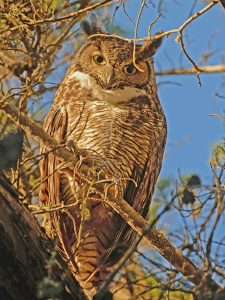 Great Horned Owl
