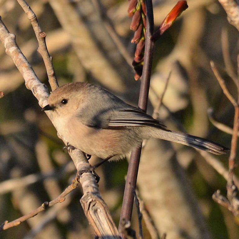 Central Coast Land Birds Morro Bay Bird Festival