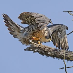 Peregrine Falcon
