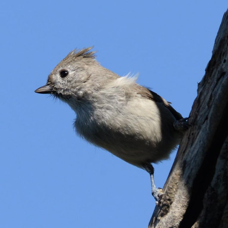Central Coast Land Birds Morro Bay Bird Festival