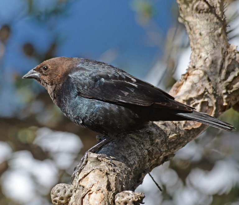 Central Coast Land Birds Morro Bay Bird Festival