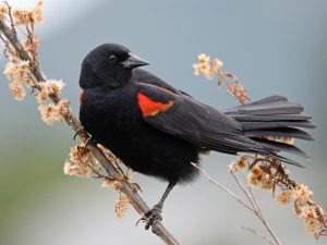 Red-Winged Blackbird
