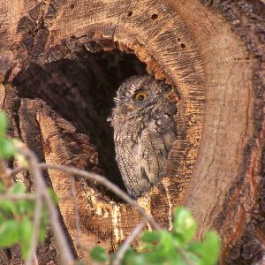 Western Screech-Owl
