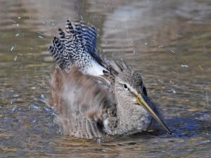 Long-Billed Dowitcher

